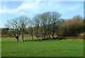 Winter Trees Near Maybole