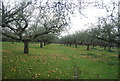 Apple Orchard