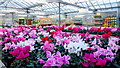 Super cyclamen