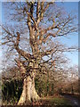 Path and ancient tree in Manor Park Country Park