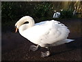 Mute Swan in Manor Park Country Park