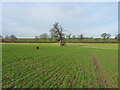 Properly daft dog in a field near Arscott