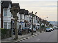 Row of lightly pruned trees in Audley Road, NW4