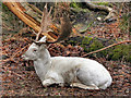 SJ7387 : Albino Deer at Dunham Deer Park by David Dixon