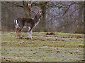 SJ7386 : Stag, Dunham Park Deer Sanctuary by David Dixon