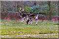 SJ7386 : Dunham Massey Deer Sanctuary by David Dixon