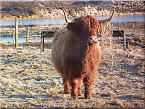 NH8094 : Highland cow by Loch Fleet by sylvia duckworth