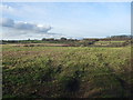 Farmland, Sandhills