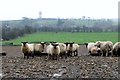 Sheep on guard against marauding goats