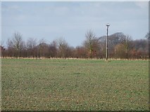 SE4907 : Telegraph pole in a crop field by Christine Johnstone