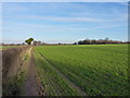 A field-edge footpath near Bayston Hill