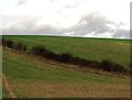 TQ1810 : Winter wheat near Steyning by nick macneill
