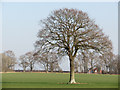 Tree in field