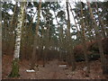 Woodland near Webscott, Shropshire