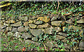 J4568 : Drystone wall, Comber by Albert Bridge