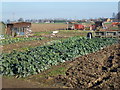 Allotments in Sutton Bridge