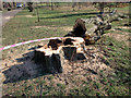 TQ3095 : Felled Poplar Tree, Oakwood Park, London N14 by Christine Matthews