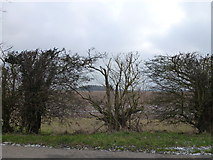 TF4429 : Gedney Marsh through a gap in the hedge by Richard Humphrey