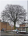 Copper beech, Central Hill