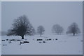 Wintry trees above Holcombe Brook