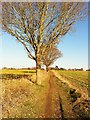 Bridleway from Long Common to Plonk