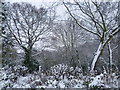 View across Rockliffe Gardens in the snow