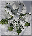 Mahonia in snow