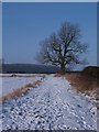 Snowy footpath