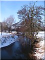 Alders by the beck