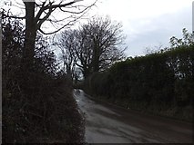 SX8976 : Minor road south of Luton Cross by David Smith