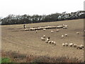 Feeding sheep at Bright