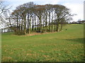 Tree clumps off Long Lane Bollington