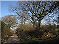 Lane to Allhallows Farm