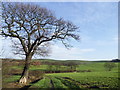 Farmland near Grimethorpe.