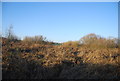 Reedbeds, Westbere Marshes