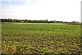 Farmland near Maypole