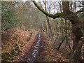 Track through woodland above Smallacombe Wood