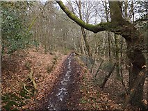 SX9277 : Track through woodland above Smallacombe Wood by David Smith