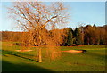 Tree on Harewood Downs golf course