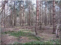 NT5269 : Coulston woodlands by Richard Webb
