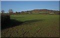 Pasture, Pitt Farm