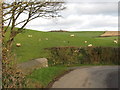 Sheep pastures north of the Glen Road