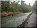 Basingstoke Canal west of Malthouse Bridge