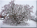 Berry Covered Bush on Green, Prince George Avenue, London N14