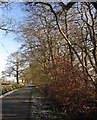 Road on Hackpen Hill