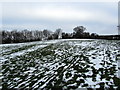 Pasture in Kelcliffe