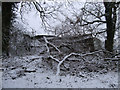 Collapsed barn, Thicket Copse