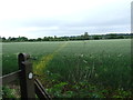 Footpath Towards Wimborne Minster