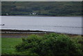 Wildfowl on the shores of Loch Linnhe