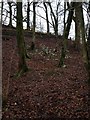 Snowdrops on the bank of the Rotten Calder